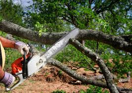 Best Hazardous Tree Removal  in Red Lion, PA